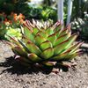 Echeveria Agavoides Lipstick - 8" Succulent
