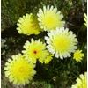 Desert Dandelion Seeds (Malacothrix glabrata) -30 seeds-