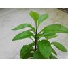 Longevity Spinach 10 starter plants