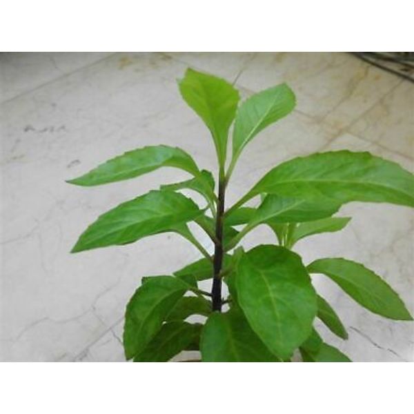 Longevity Spinach 10 starter plants