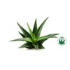 Frela 100% Pure Organic Aloe Vera Pulp, 12 Ounce