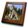 8x8 Framed Tile - Wolf pup, Canis lupus, Captive Animals