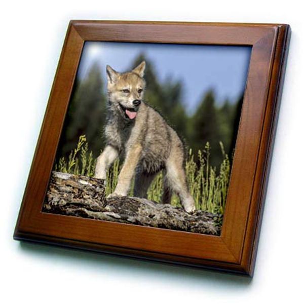 8x8 Framed Tile - Wolf pup, Canis lupus, Captive Animals