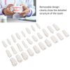 28 Pieces Removable Teeth, Durable Plastic Removable Design False Teeth for Typodont Teaching Study, Replacement Teeth Learning Model