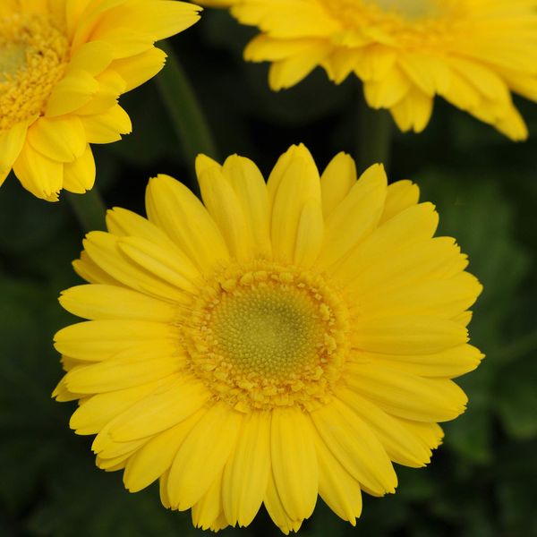 Outsidepride 20 Seeds Perennial Golden Yellow Gerbera Flower Seeds for Planting