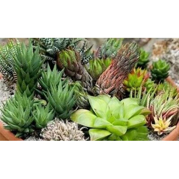 30Pcs Mixed Succulent HAWORTHIA Duval Home Plant Seeds(#bby1)