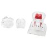 Dental Model Removable Transparent Tooth Anatomical Model Detachable Single Tooth Structure Decomposition Molar Model Dentistry Demonstration Models