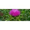 Artichoke Leaf Supplement - Milk Thistle 80% Extract - Lower Cholesterol 2 bottl