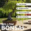 CZ Grain Bonsai Green Weeping Willow Tree Cutting - Thick Trunk Start, Dwarf Bonsai Material