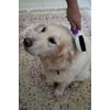 Petface Double Sided Pet Brush for Cats & Dogs, Large