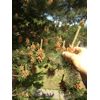 WILD/PURE  PINE POLLEN EXTRACT BOOST HORMONE/TESTOSTORONE LEVEL 200 Capsules