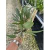 Dendrobium Aggregatum (lindleyi) Large Mounted Plant. WHOPPER ~~