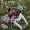 Bubbletastic Dog Bubbles 8oz. Refill Bottle of Bacon Bubble Solution