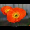 Marumi 77mm DHG Macro X3 Filter