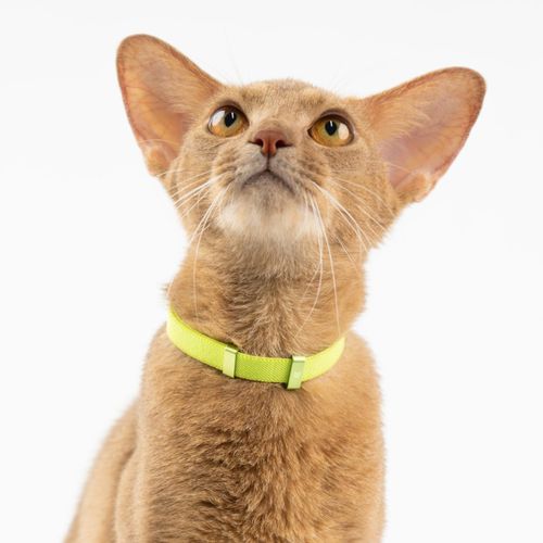 BuddyArmor Safety Cat Collar - U.S. IDA Gold Awarding Design, Stretch Elastic Quick Release, Non Breakaway - Light Weight for Kitten, Neck Fit 5.9'-11.8' for All Small Large Cat,S(Blush Pink)