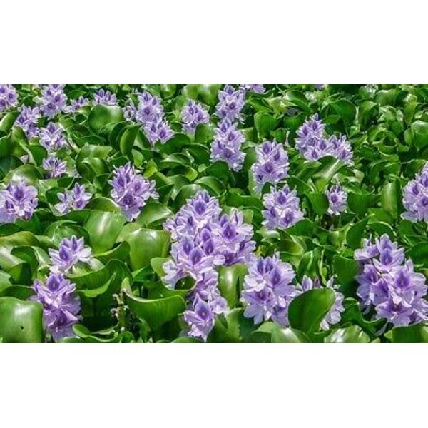 8 PC WATER HYACINTH POND PLANT FLOWERING LIVE EASY GROWN NATURAL VERY HEALTH!!!