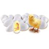 Unisex Children Learning Resources Chick Life Cycle Exploration Set