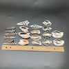 PEPPERLONELY 20 PC Center Cut Assorted Mixed Medium Sea Shells, 1-1/2 Inch ~ 2-1/2 Inch