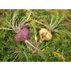 Fureai Seikatsukan Yamano organic maca-junsui-grain type: bottle and bag (refill) set for about 2 months organic &amp; additive-free maca 100%
