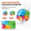 Human Skull Model Anatomical Skull Model 22 Parts 1:1 Colored Skeleton