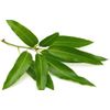 Artistic Solutions Mango Leaves / Fresh Organic (10-12 leaves)