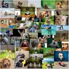 doodlecards Mixed Postcards Funny Animals Pack of 40 All Different