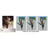 Da Bird Single Pole (36") Plus 3 Super Guinea Refills