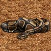 ReptiCasa Coconut Chips Substrate Block Expandable to 75 Quart Tank Coco Husk