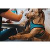 Hunter - Wire Harness Comfort Xs-S Turquoise