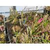 LIVE Carnivorous Cape Sundew (Drosera capensis Typical) Large Flowering