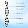 Toyvian DNA Model Kit, DNA Double Helix Structure Model DNA Double Helix Model for School Student Science Teaching Educational Learning