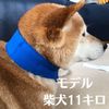 Takeito-kun Cooling Band, Neck Cooling Band, Juniors (Toddlers to Elementary School Students), Heatstroke Prevention, Play in the Park, Exercise, Cooling Sensation, Absorbent Cloth (Bell Oasis Material), Dog Walking, Can Be Used for a Long Time with Just 