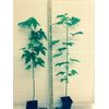 Sweetgum tree qt pot (Liquidambar styraciflua)