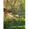 Tillandsia Bromeliad Bartram Bartramii air plant hardy