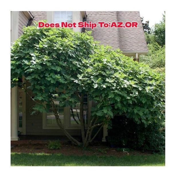 Chicago Hardy Fig Tree 1 Gallon Outdoor Ficus Carica 'Chicago Hardy' Garden Tree