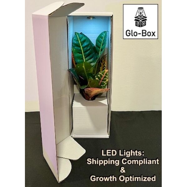 5-Pack Plant Carrier-15-Inc