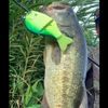 Daiwa Gradient 147F Raw Gill Bus Lure