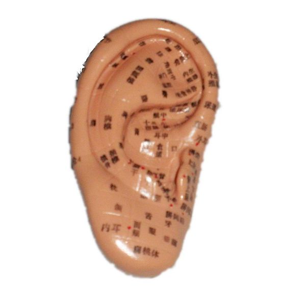 [Favor Store] Ear Object, Ear Part, Human Body Model, Acupuncture, Meridians, Needle Moxibustion, Ear Acupuncture Point, Instruction Manual Included