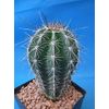 Tucson Tools Goognice Saguaro Cactus 5" to 10" Tall 8 to 10 Years Old (Shipped Bare Root!)