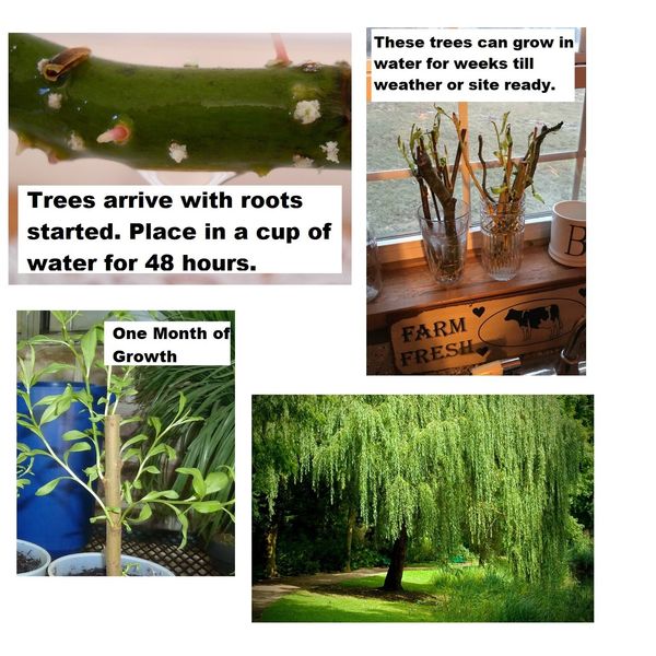 4 Golden Weeping Willow Tree Cuttings - Live Plants - Beautiful Arching Canopy