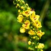 Nature's Answer Alcohol-Free Mullein Leaf 1oz Extract | Herbal Supplement | Supports Respiratory Function & Mucous Membranes | Non-GMO, Kosher, Gluten-Free | Single Count