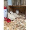  12+ Coturnix Quail Fertile Hatching Eggs 