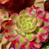​Echeveria 'Pink Witch Succulent Plants,  4" Green Imported