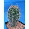 Tucson Tools Goognice Saguaro Cactus 5" to 10" Tall 8 to 10 Years Old (Shipped Bare Root!)