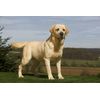 dog liver support - IMMUNE SUPPORT FOR DOGS 3B - immune support dogs