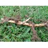 MOSO Live Bamboo Root 6pc per order, 5 in or longer.