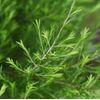 Tea Tree 10ml Incent Essential Oil Essential Oil Tea Tree