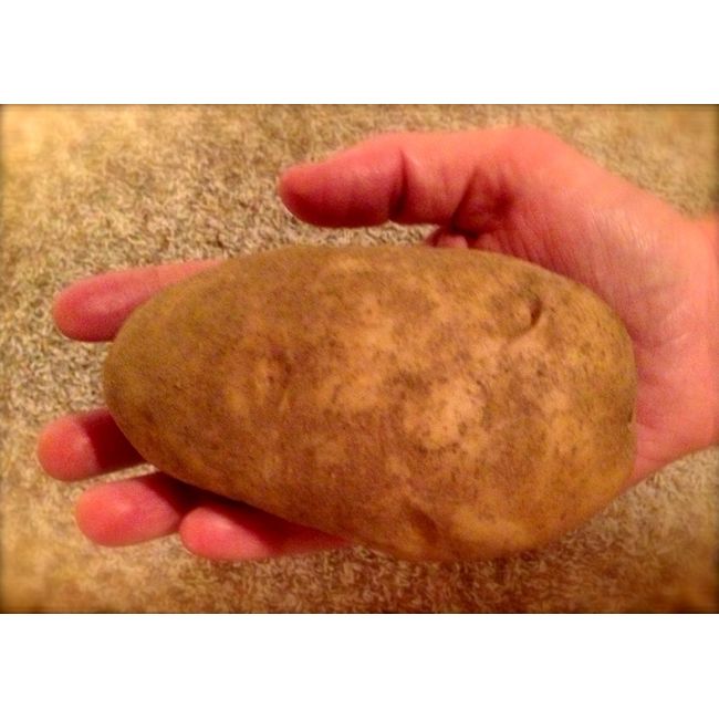 50 Pound Box of Famous Idaho Russet Potatoes/ 80 Potatoes by Wilcox Farms