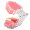 Dental Standard Demonstration Teeth Model 28 Removable Teeth Study Gel Material Soft Teaching Dental Mode