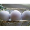 Spa Pure LOVESPELL Bath Bombs - 3 XL Fizzies, Handmade in the USA with Shea, Mango and Cocoa Butter, Ultra Moisturizing, Great for Dry Skin
